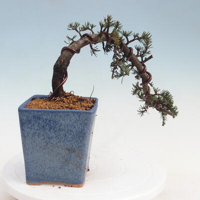 Venkovní bonsai - Cedrus Libani Brevifolia - Cedr zelený - 4