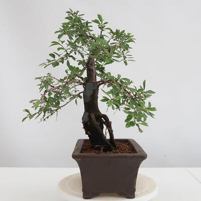 Venkovní bonsai - Prunus spinosa - trnka - 4