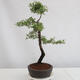 Venkovní bonsai - Prunus spinosa - trnka - 4/4