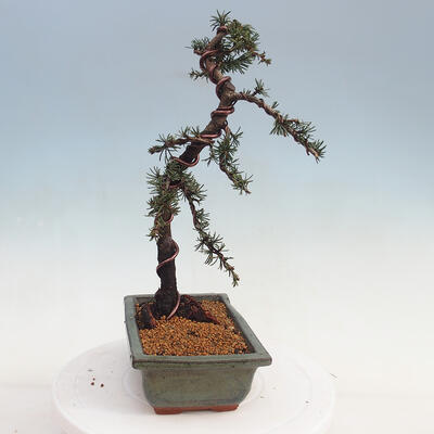 Venkovní bonsai - Cedrus Libani Brevifolia - Cedr zelený - 4