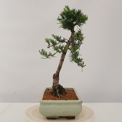 Venkovní bonsai - Taxus bacata  - Tis červený - 4