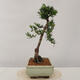 Venkovní bonsai - Taxus bacata  - Tis červený - 4/4