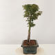 Venkovní bonsai -Javor dlanitolistý Acer palmatum Shishigashira - 4/5