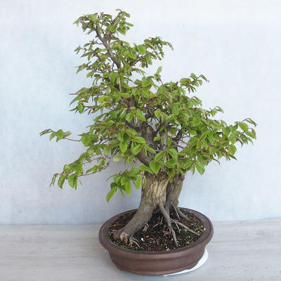 Venkovní bonsai Carpinus betulus- Habr obecný VB2020-485 - 4