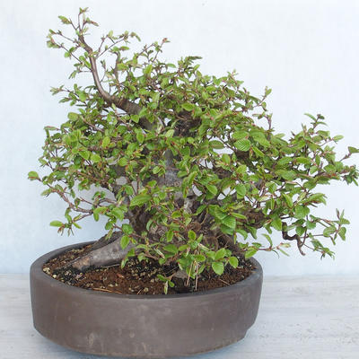 Venkovní bonsai Carpinus betulus- Habr obecný VB2020-487 - 4