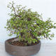 Venkovní bonsai Carpinus betulus- Habr obecný VB2020-487 - 4/5