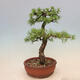 Venkovní bonsai - Larix decidua - Modřín opadavý - 4/5