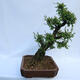 Venkovní bonsai - Zelkova - Zelkova NIRE - 4/6