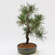 Venkovní bonsai - Pinus Nigra - Borovice černá - 4/4