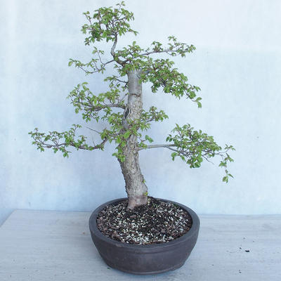 Venkovní bonsai -Ulmus GLABRA Jilm habrolistý VB2020-495 - 4