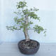 Venkovní bonsai -Ulmus GLABRA Jilm habrolistý VB2020-495 - 4/5