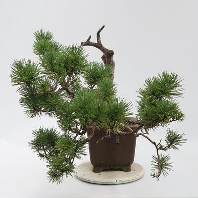 Venkovní bonsai - Pinus sylvestris Watereri  - Borovice lesní - 4