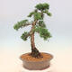 Venkovní bonsai - Juniperus chinensis Kishu -Jalovec čínský - 4/5