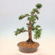 Venkovní bonsai - Juniperus chinensis Kishu -Jalovec čínský - 4/5