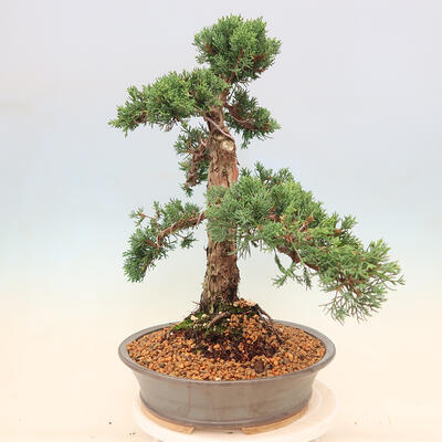 Venkovní bonsai - Juniperus chinensis Kishu -Jalovec čínský - 4