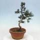 Venkovní bonsai - Pinus parviflora - Borovice drobnokvětá - 4/4