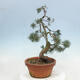 Venkovní bonsai - Pinus parviflora - Borovice drobnokvětá - 4/4