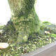 Venkovní bonsai -Javor babyka - Acer campestre - 4/5