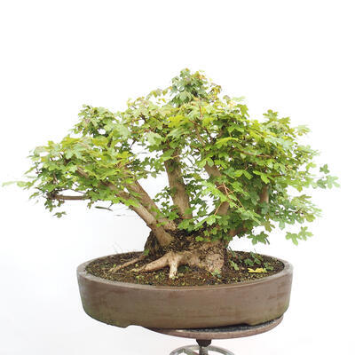 Venkovní bonsai -Javor babyka - Acer campestre - 4
