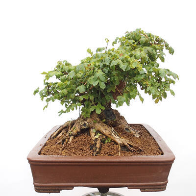 Venkovní bonsai -Javor babyka - Acer campestre - 4
