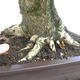 Venkovní bonsai -Javor babyka - Acer campestre - 4/6
