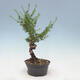 Venkovní bonsai -Larix decidua - Modřín opadavý - 4/4