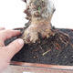 Venkovní bonsai - Malus halliana -  Maloplodá jabloň - 4/4