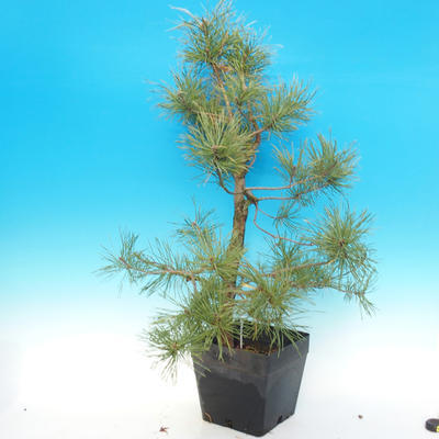 Yamadori - Borovice lesní - Pinus sylvestris - 4
