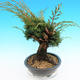Yamadori Juniperus chinensis - jalovec - 4/6