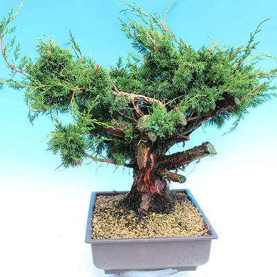 Yamadori Juniperus chinensis - jalovec - 4