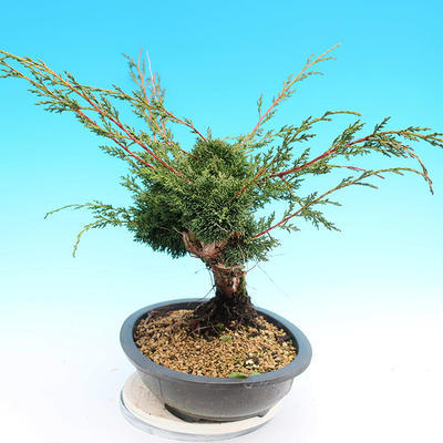 Yamadori Juniperus chinensis - jalovec - 4