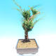 Yamadori Juniperus chinensis - jalovec - 4/6