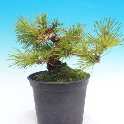 Pinus thunbergii - Borovice thunbergova - 4