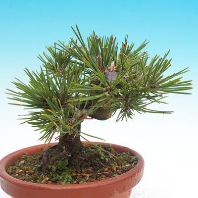 Pinus thunbergii - Borovice thunbergova - 4