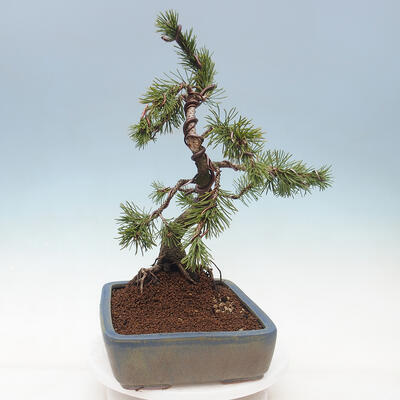 Venkovní bonsai - Pinus mugo   - Borovice kleč - 4