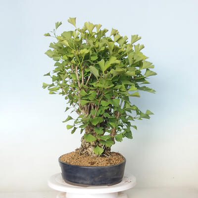 Venkovní bonsai - Jinan dvoulaločný - Ginkgo biloba - 4