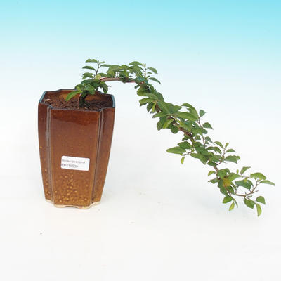 Pokojová bonsai - Grewia occidentalis - Hvězdice levandulová - 4