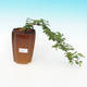 Pokojová bonsai - Grewia occidentalis - Hvězdice levandulová - 4/5