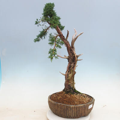 Venkovní bonsai - Juniperus chinensis -Jalovec čínský - 4