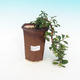 Pokojová bonsai - Grewia occidentalis - Hvězdice levandulová - 4/4