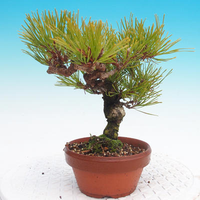 Pinus Densiflora - borovice červená - 4