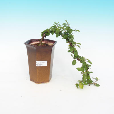 Pokojová bonsai - Grewia occidentalis - Hvězdice levandulová - 4