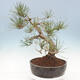 Venkovní bonsai - Pinus sylvestris Watereri  - Borovice lesní - 4/4