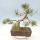 Venkovní bonsai - Pinus sylvestris Watereri  - Borovice lesní - 4/4