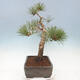 Venkovní bonsai - Pinus sylvestris Watereri  - Borovice lesní - 4/5