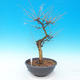 Venkovní bonsai -Modřín opadavý-Larix decidua - 4/4