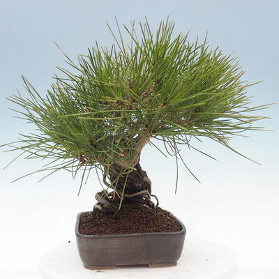 Venkovní bonsai - Pinus thunbergii - Borovice thunbergova - 4