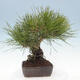 Venkovní bonsai - Pinus thunbergii - Borovice thunbergova - 4/5