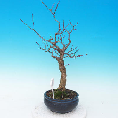 Venkovní bonsai - hortenzie - 4