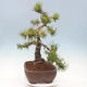 Venkovní bonsai - Pinus mugo   - Borovice kleč - 4/4